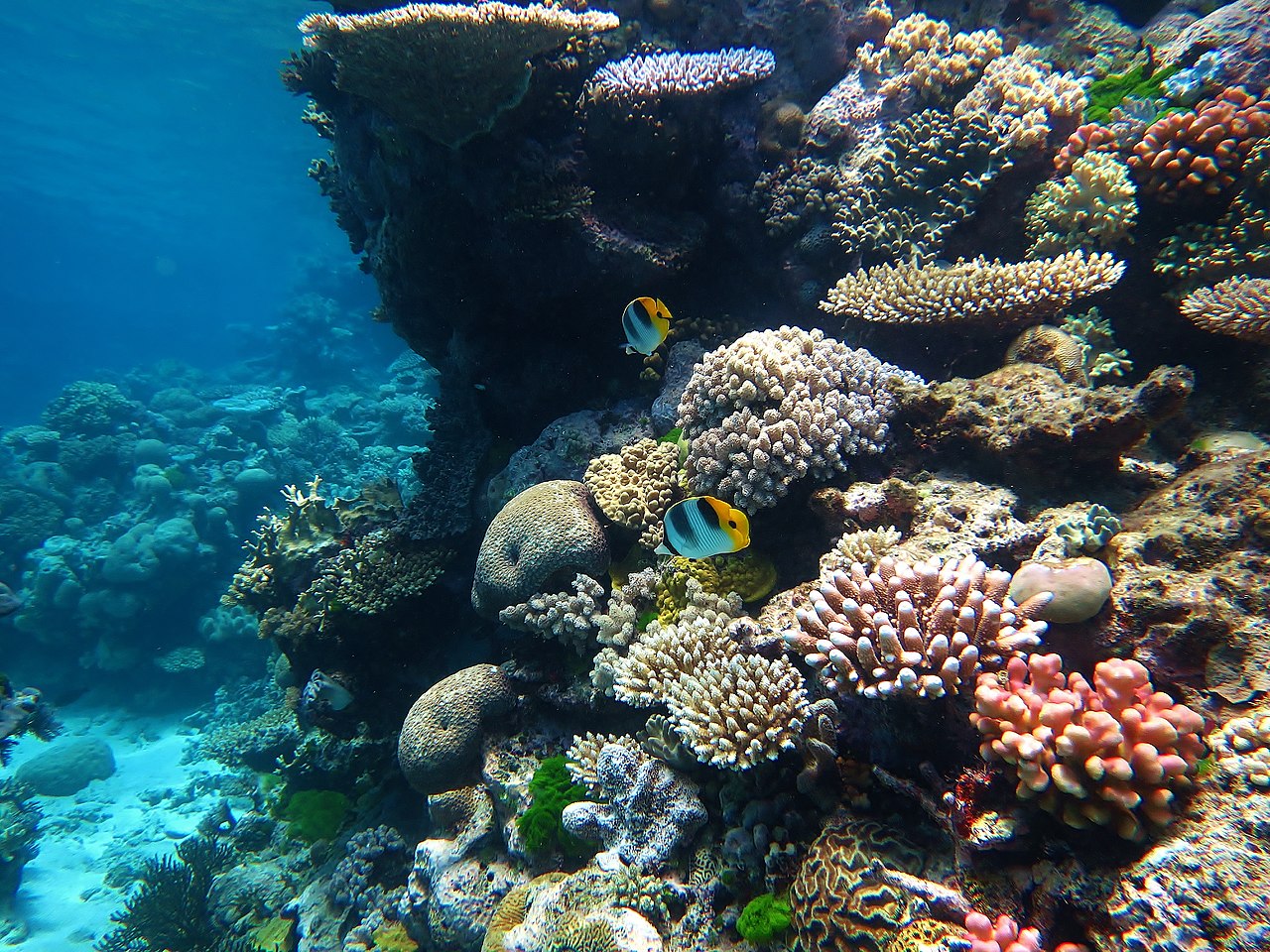 Two Pacific double-saddle butterflyfish, Chaetodon ulietensis amongst a backdrop of corals at Flynn Reef, Tennis Courts dive site. Part of the Great Barrier Reef Marine Park.  