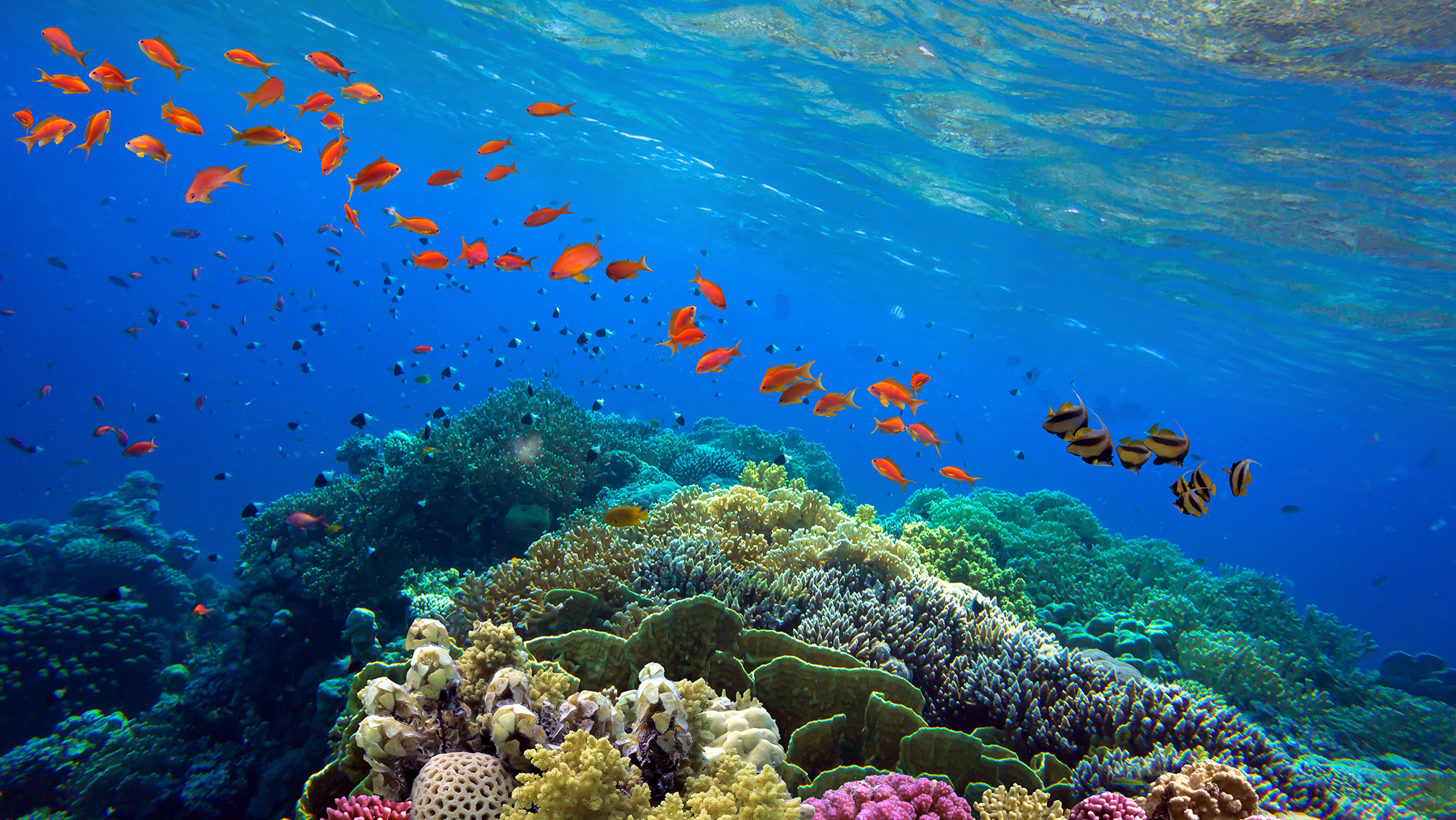 Fish swimming over a colourful coral reef.
