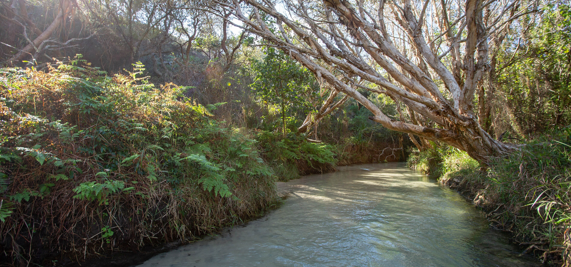 Eli Creek K'gari