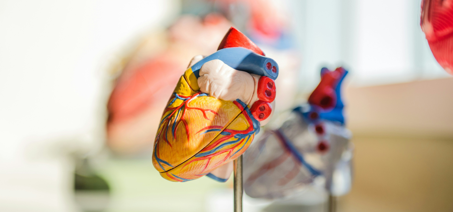 heart model