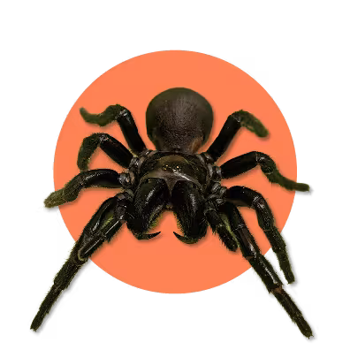 Funnel web spider with an orange background.